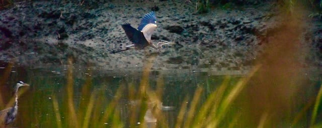 Alley Pond Environmental Center, from its own website