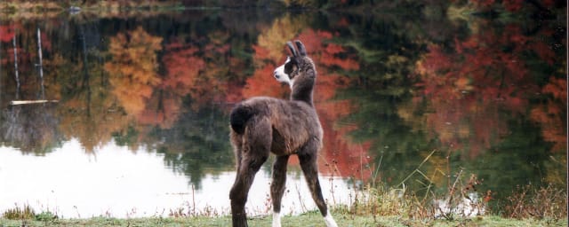 Dakota Ridge Farm, from its own website
