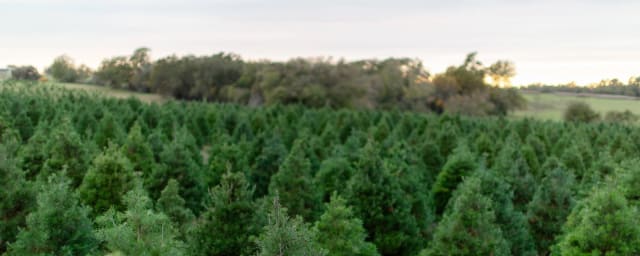 Elgin Christmas Tree Farm, from its own website