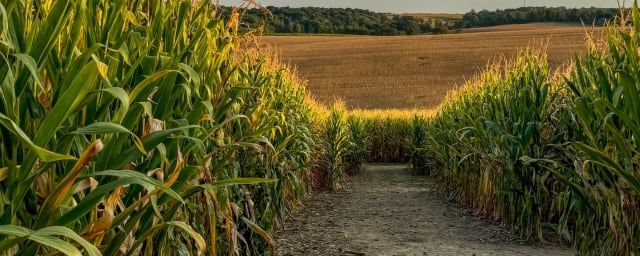 Boeshart Farms Countrie Acres, from its own website