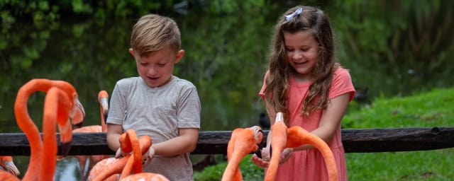 Sarasota Jungle Gardens, from its own website