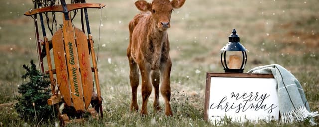 Autumn Ridge Farm, from its own website