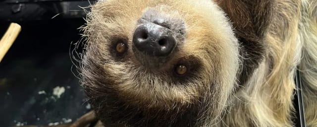 Memphis Zoo, from its own website