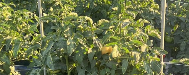 Moore Farms, from its own website
