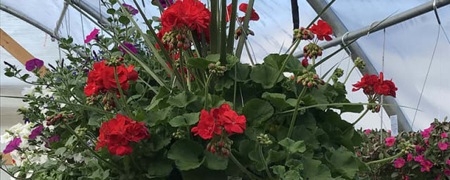 Candella's Farm & Greenhouses, from its own website