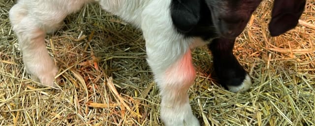 Fox Chase Farm, from its own website