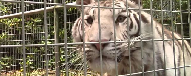 Tregembo Animal Park, from its own website