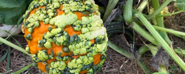 Smith's Family Fun Farm, from its own website