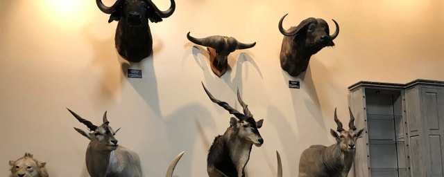 West Texas Hunting Heritage Museum, from its own website