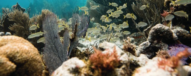 John Pennekamp Coral Reef State Park, from its own website