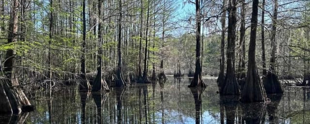 Southern Airboat Charters and Tours, from its own website