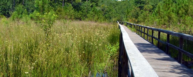 Grand Bay Wildlife Management Area, from its own website