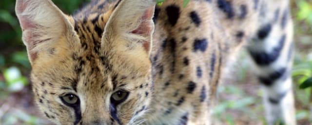 Carolina Tiger Rescue, from its own website