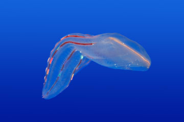 Close-up of a comb jelly