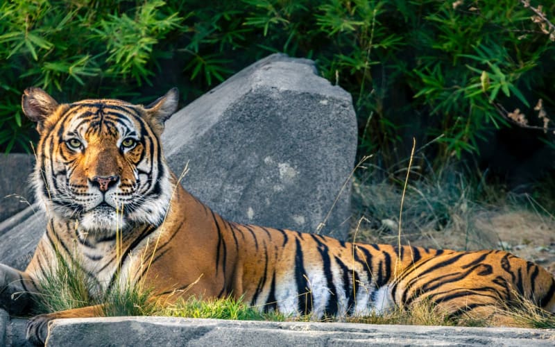 Fresno Chaffee Zoo, from its own website