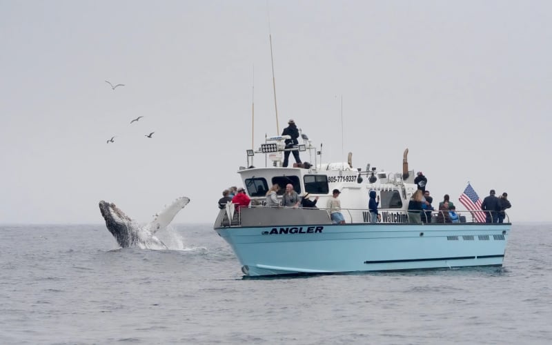 Lost Isle Adventures Harbor Tours & Whale Watching, from its own website