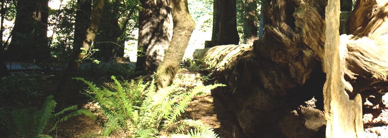Smithe Redwoods State Natural Reserve, from its own website