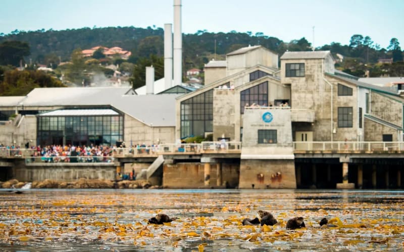 Monterey Bay Aquarium, from its own website