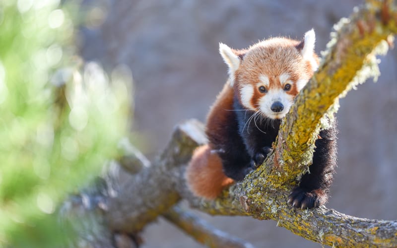 Central Coast Zoo (formerly Charles Paddock Zoo), from its own website