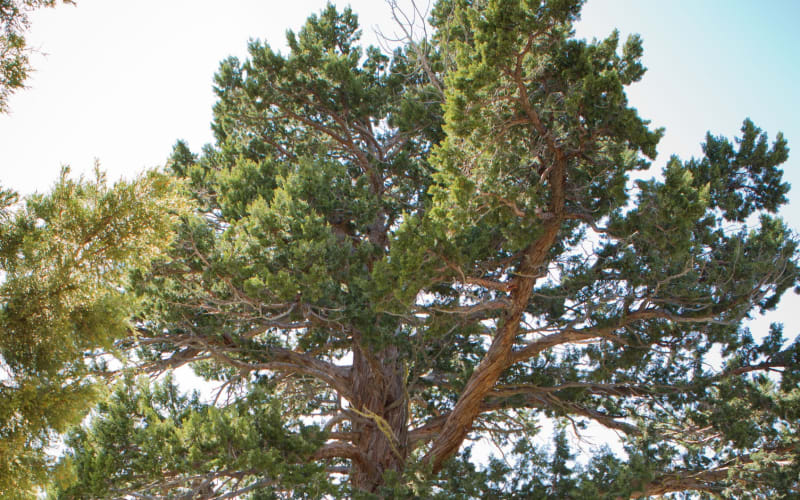 Tahoe Paradise Park, from its own website