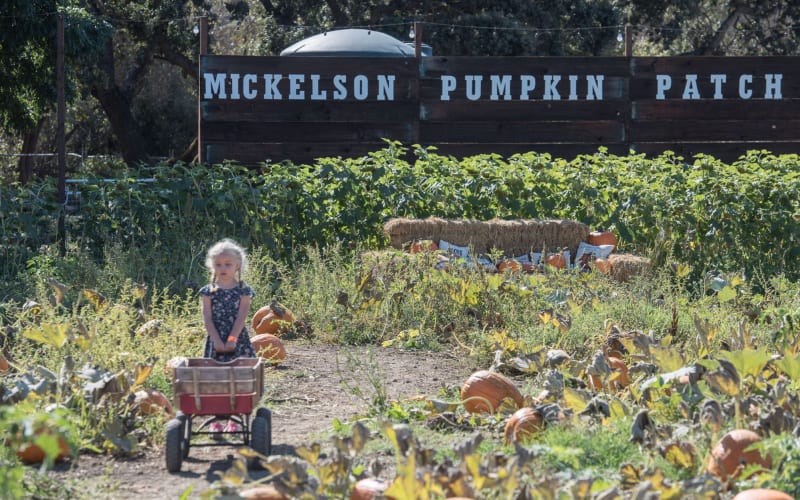 Mickelson Pumpkin Patch, from its own website