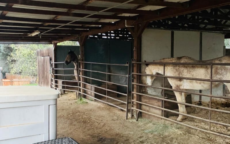 The Dingle Family Farm and Stables, from its own website