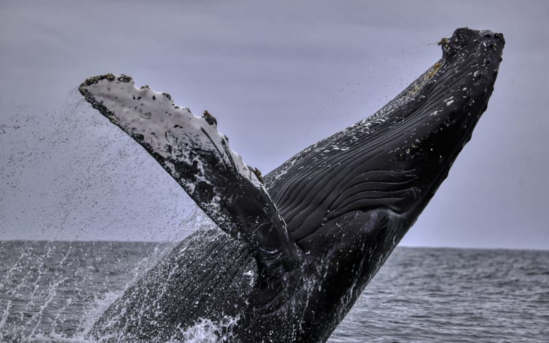 Avila Beach Whale Watching, from its own website