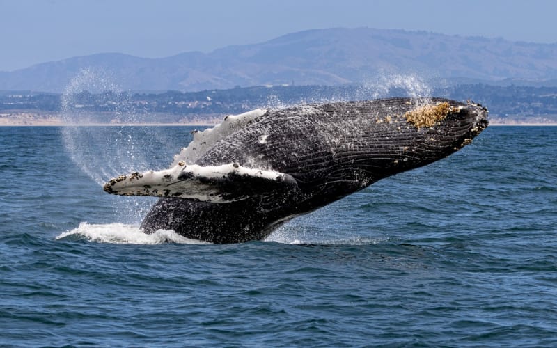 Discovery Whale Watch, from its own website