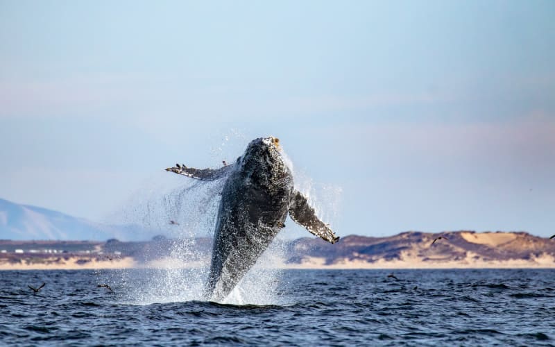 Monterey Bay Whale Watch, from its own website