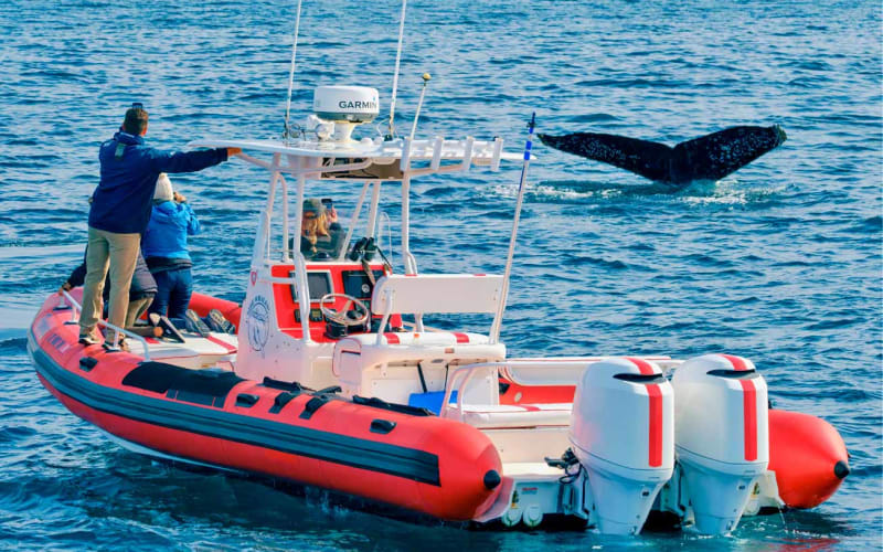 O’side Whales, from its own website