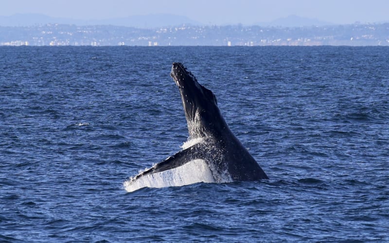 San Diego Whale Watch, from its own website