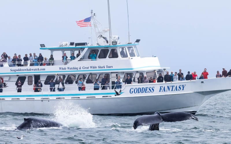 Sea Goddess Whale Watching, from its own website