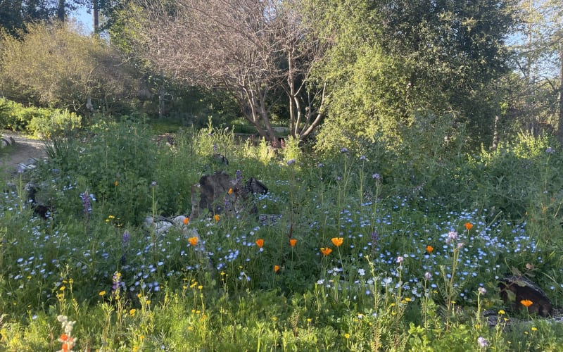 Arlington Garden in Pasadena, from its own website