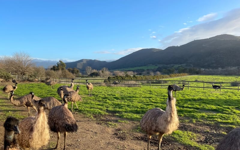 Ostrichland USA, from its own website