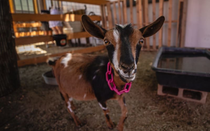 Vail Kids Ranch, from its own website