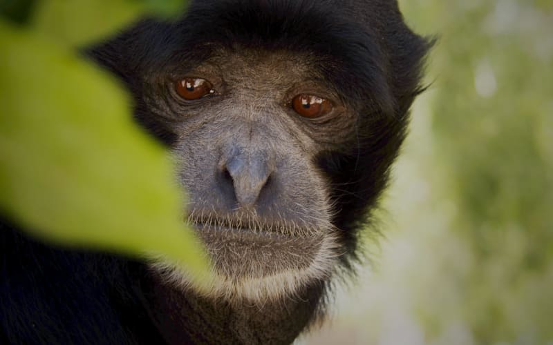 Gibbon Conservation Center, from its own website