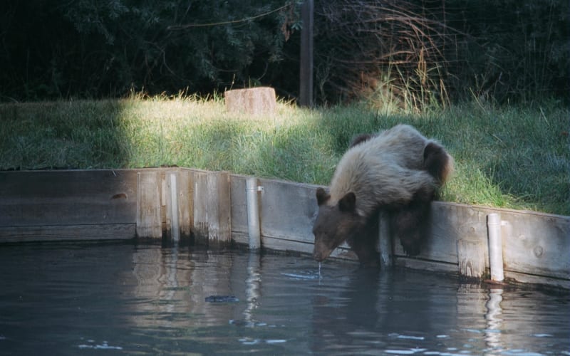 Tahoe Trout Farm, from its own website