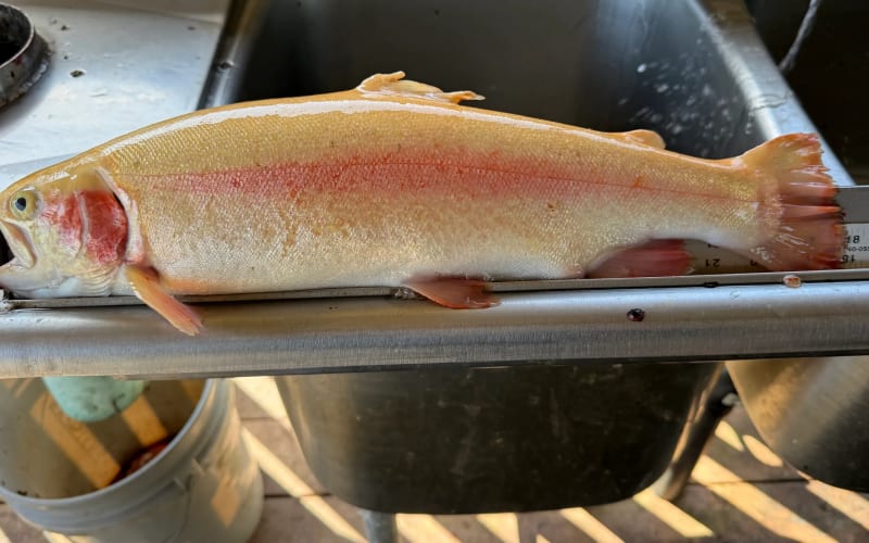 Hagemann Ranch Trout Farm Bodega Bay, Ca, from its own website