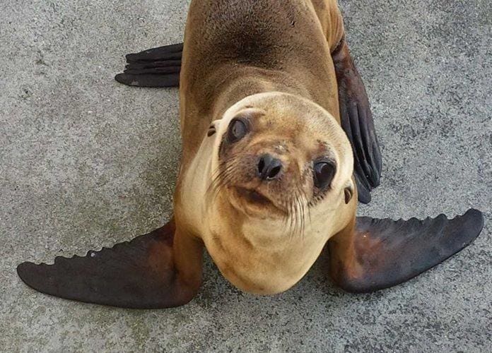 Northcoast Marine Mammal Center, from its own website