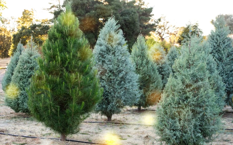 Salinas River Ranch, from its own website