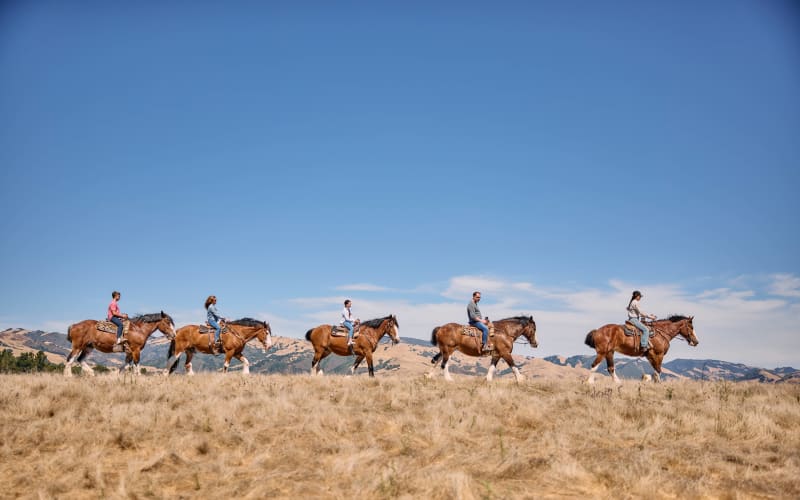 Covell’s Clydesdales, from its own website