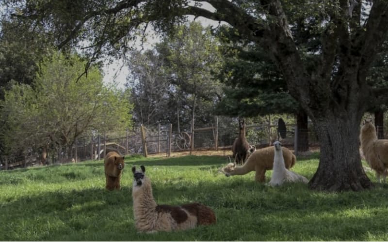 Llamas of Circle Home, from its own website