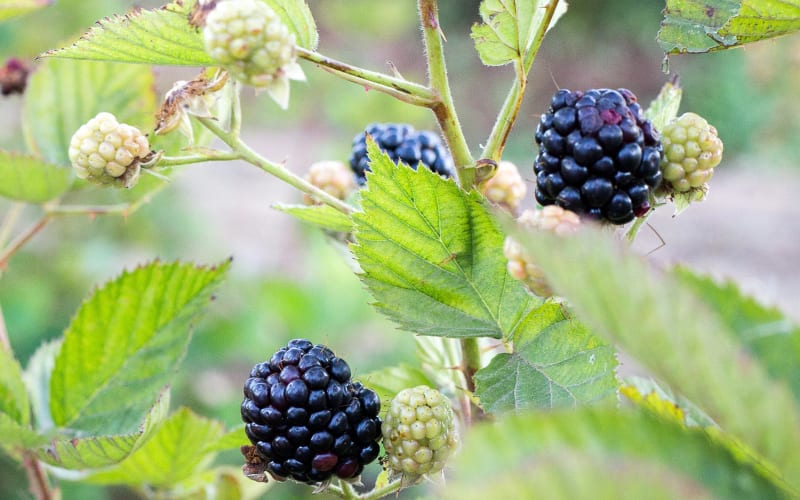 Gizdich Strawberry Patch, from its own website