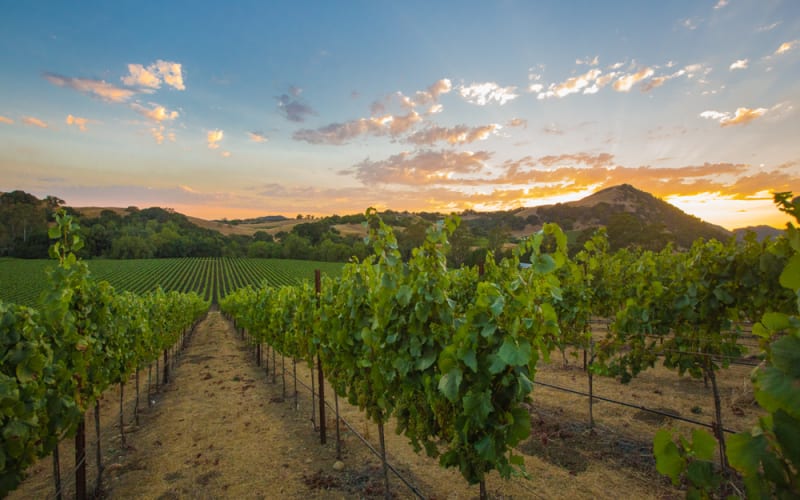 Sonoma Adventures, from its own website