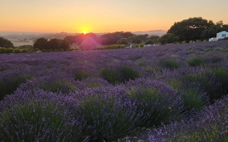 Santa Rita Hills Lavender Farm, from its own website
