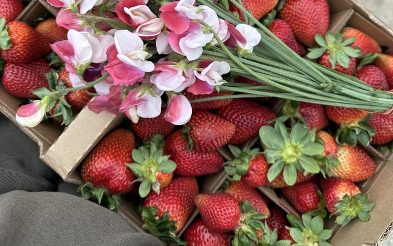 Blue House Farm Strawberry U-Pick and Farmstand, from its own website