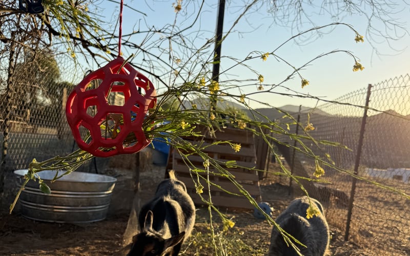 The Graff Family Ranch, from its own website
