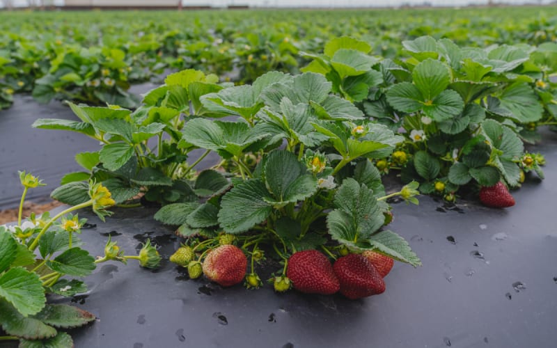 Berry Best Family Farm, from its own website