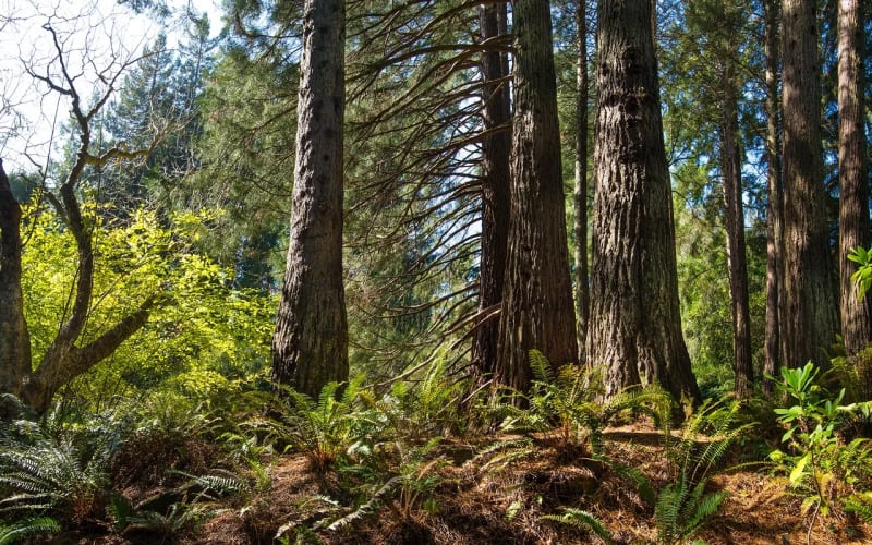 Regional Parks Botanic Garden Plant Sales, from its own website