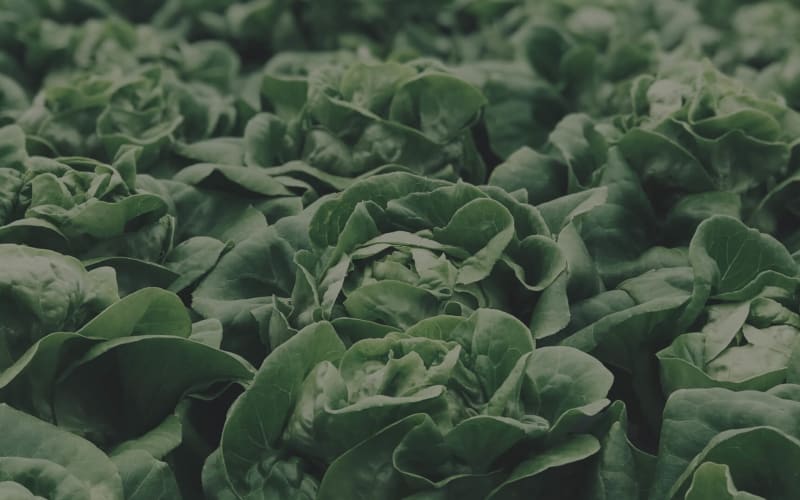 Fox Point Farms, from its own website